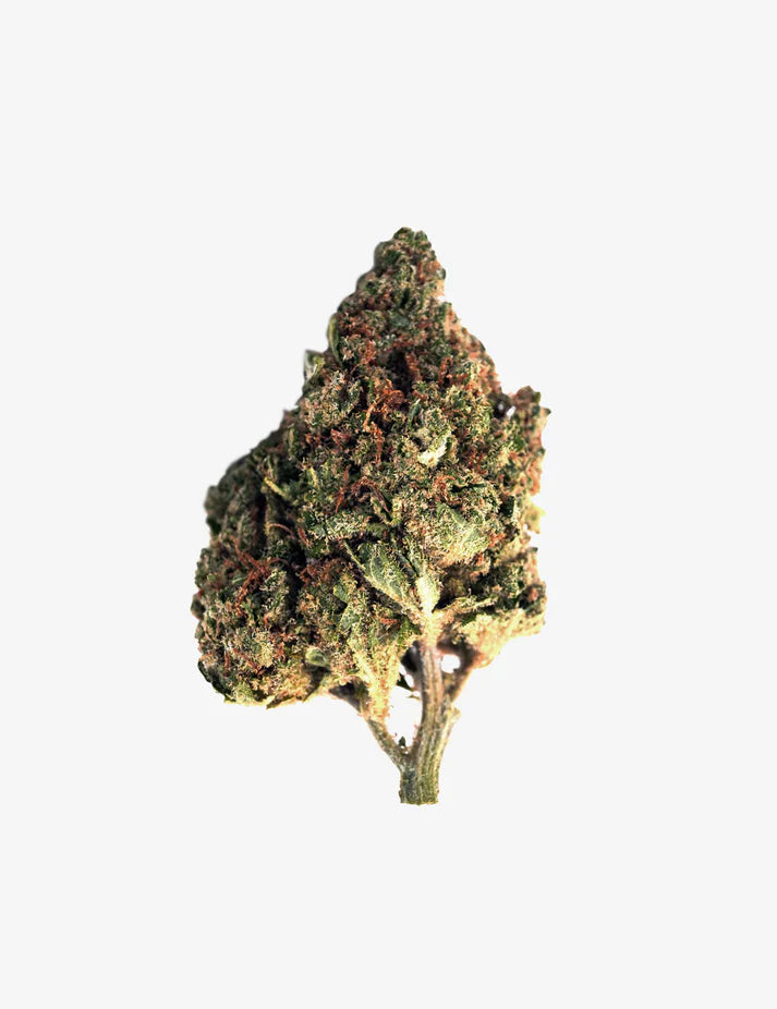 Amnesia – Fleur HE