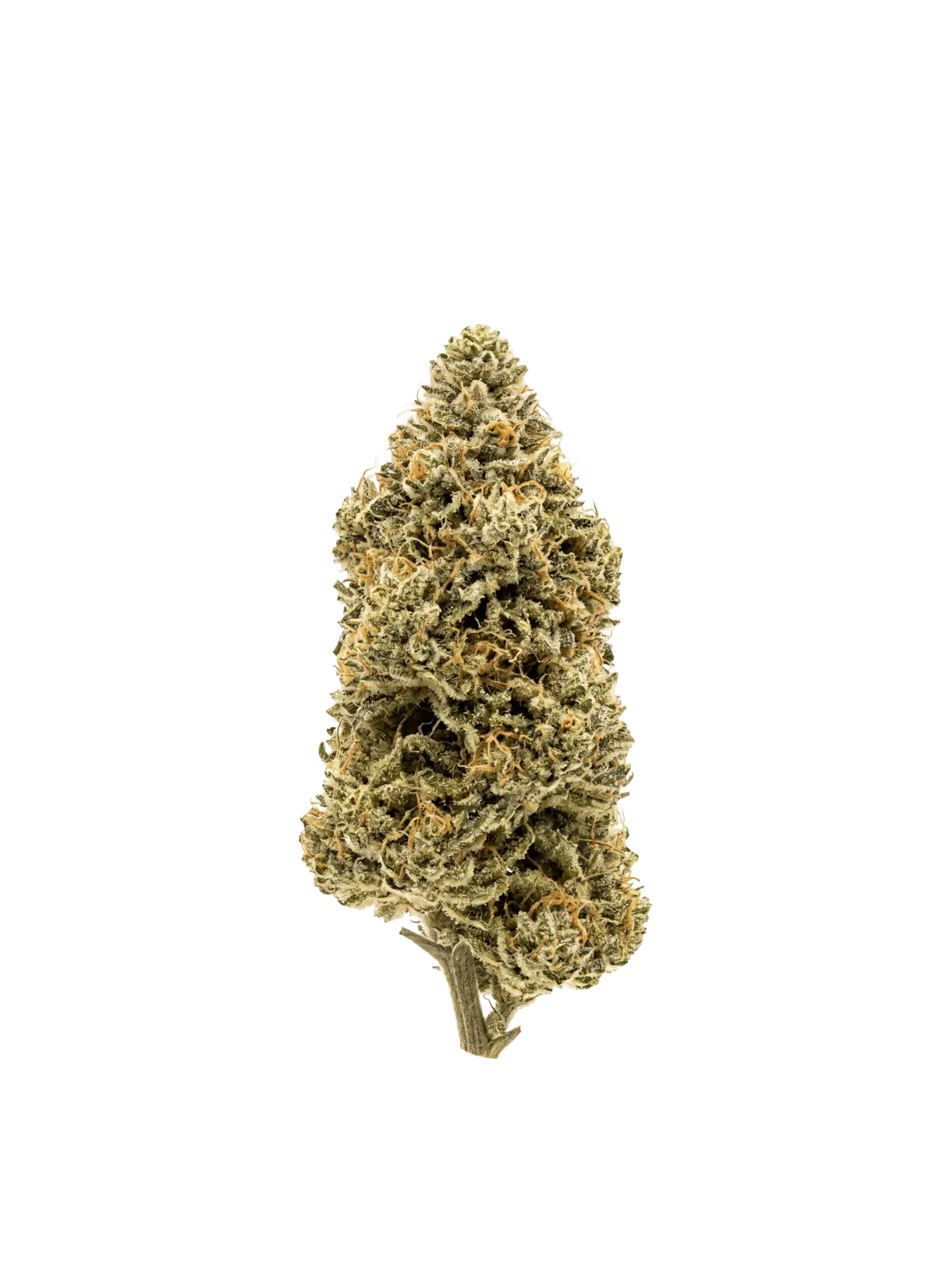 Banana Cream – Fleur HE (CBG) · Green Society