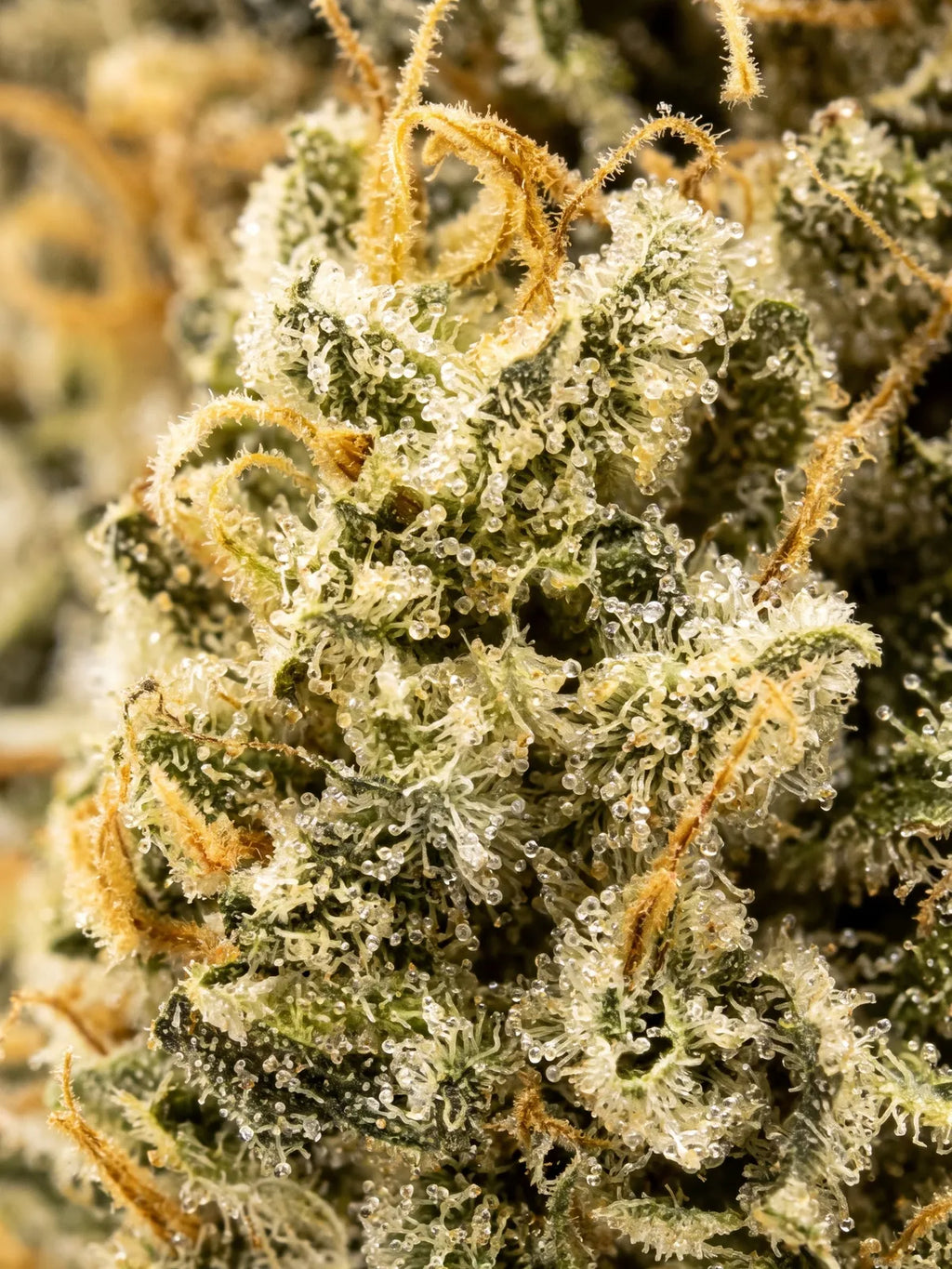 Banana Cream – macro trichomes (CBG)