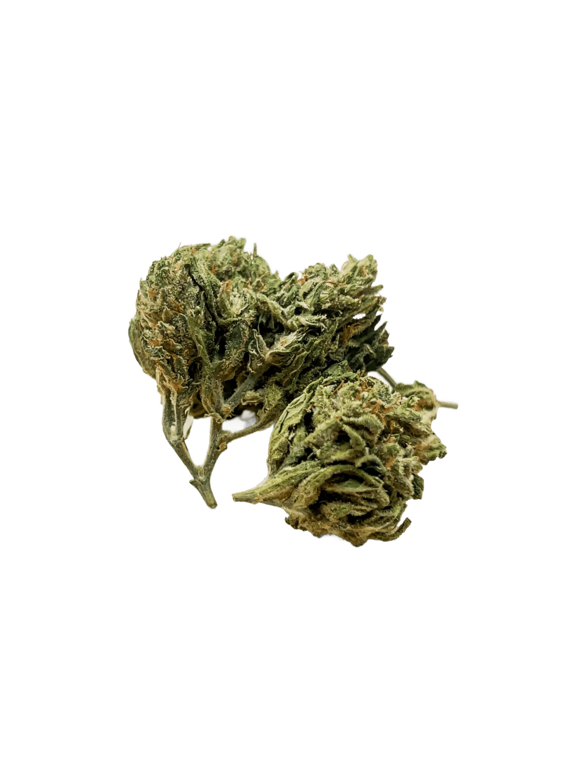 Lemon Small Bud – fleur de CBD au format compact, profil citronné acidulé, Green Society