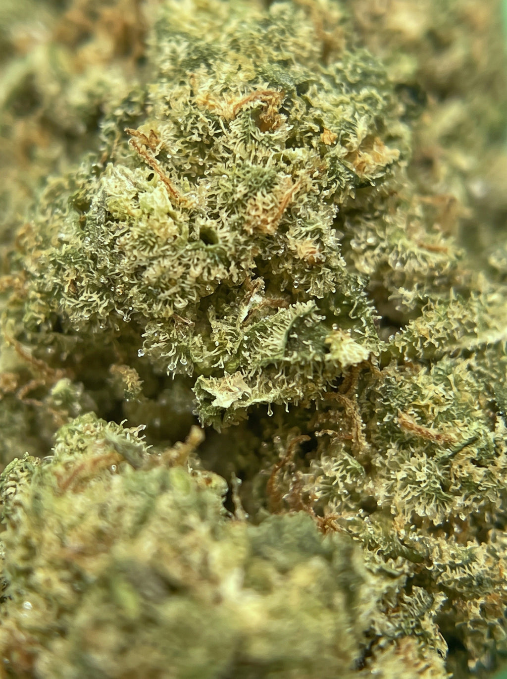 Bubble Glue – zoom macro sur les trichomes