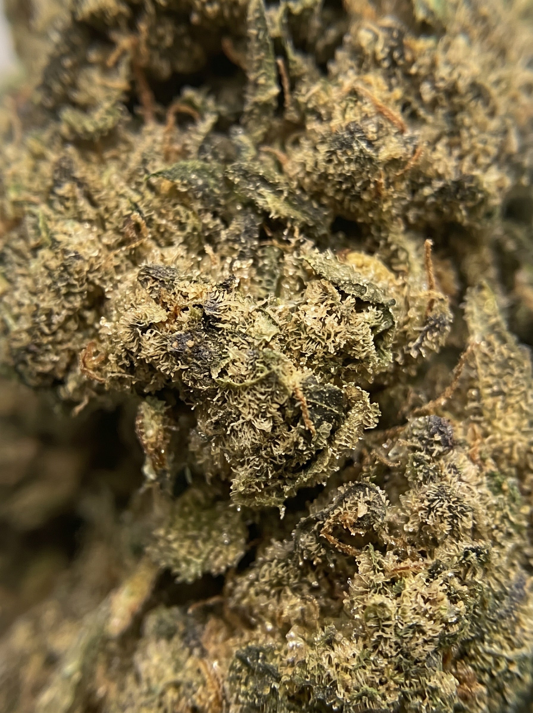 Candy Kush – zoom macro sur les trichomes