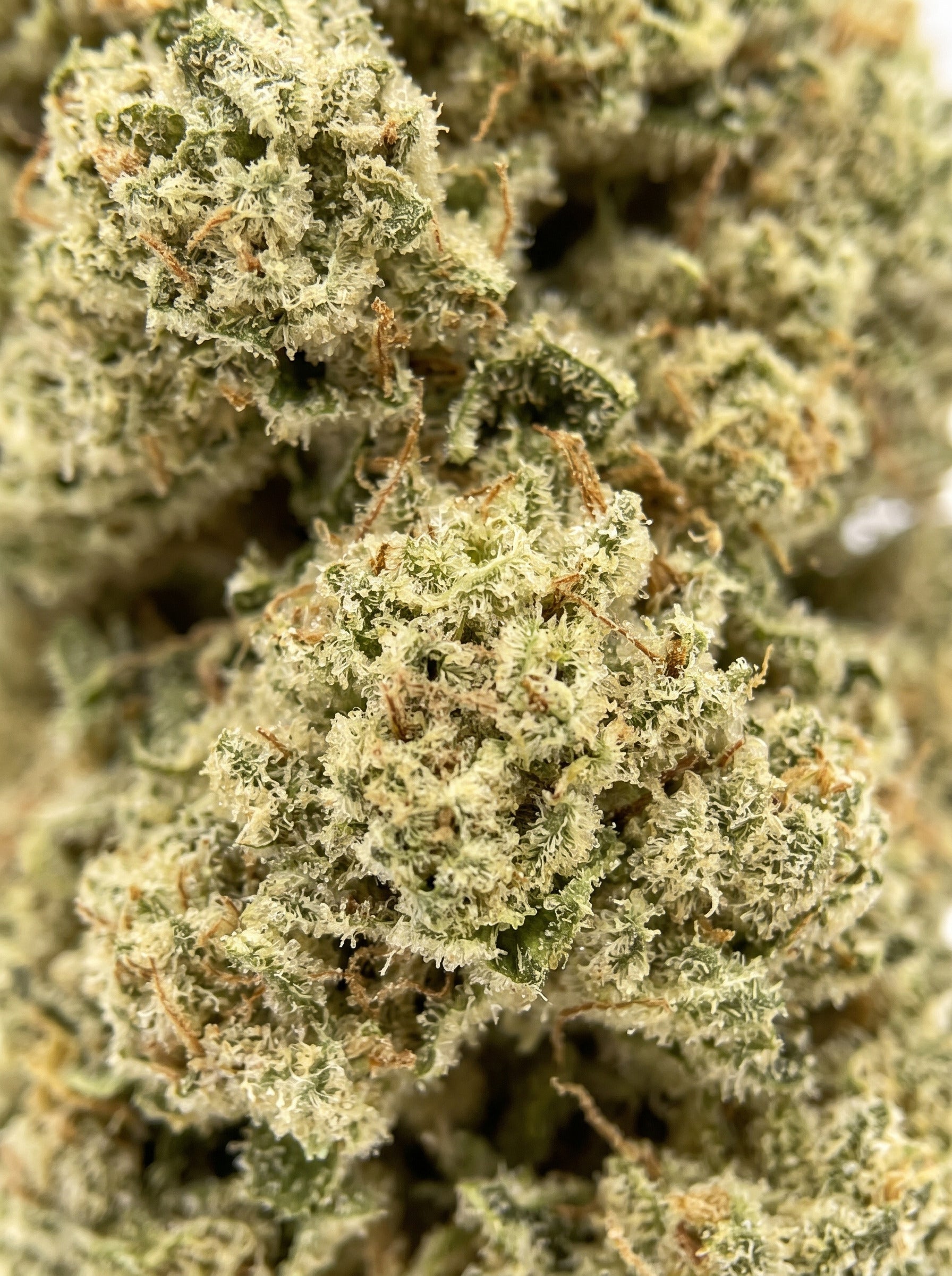 Candy Kush – zoom macro sur la fleur