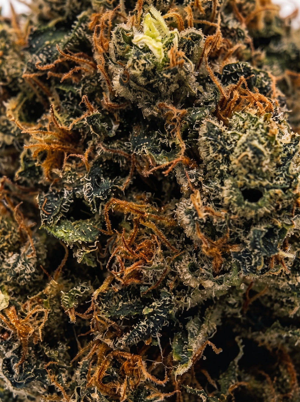 Lemon Haze – zoom macro sur la fleur