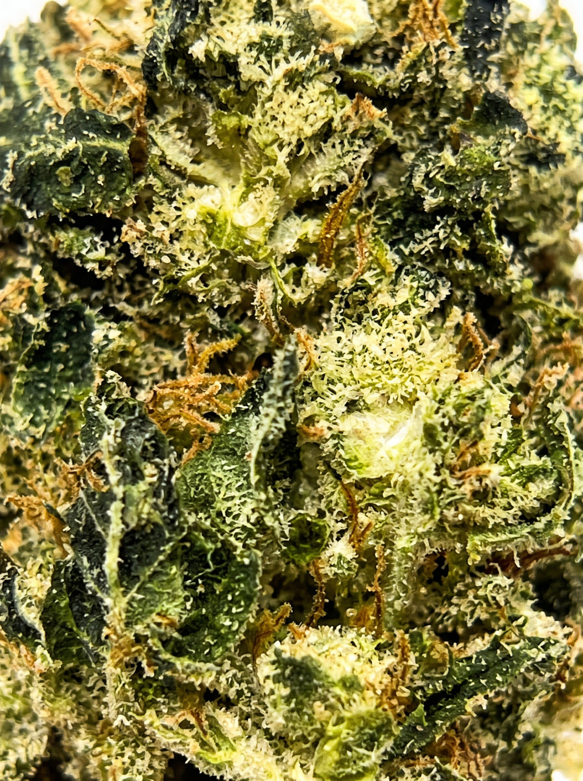 Mango Star – zoom macro sur la fleur