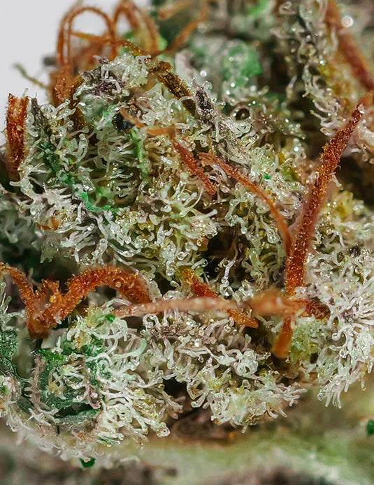 Moby – Fleur CBD Greenhouse