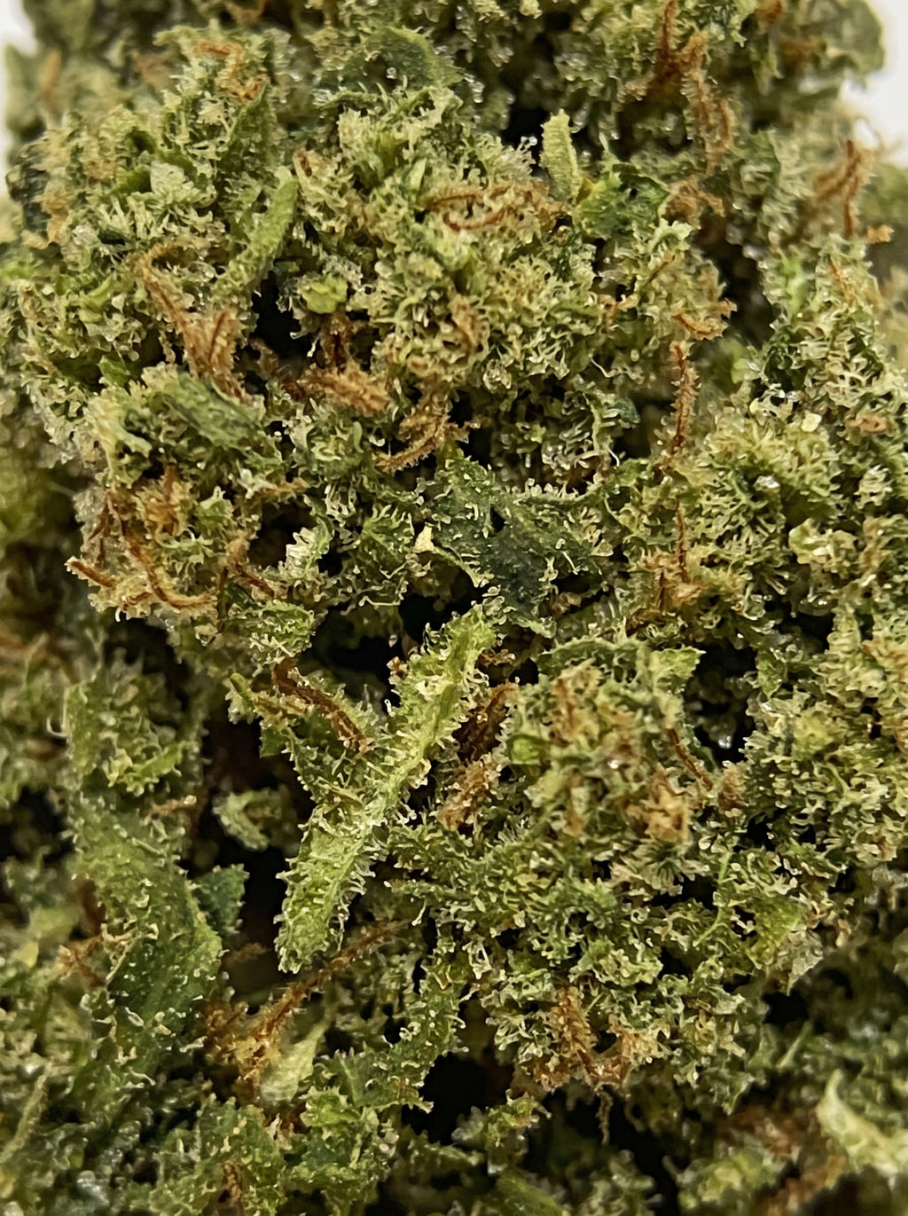 White Widow – zoom macro sur la fleur